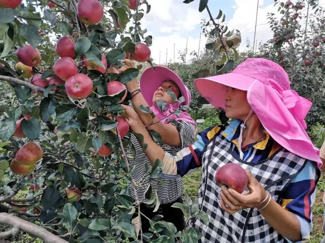 西和县苹果园新闻西和县最近头条新闻-第2张图片-太平洋在线下载