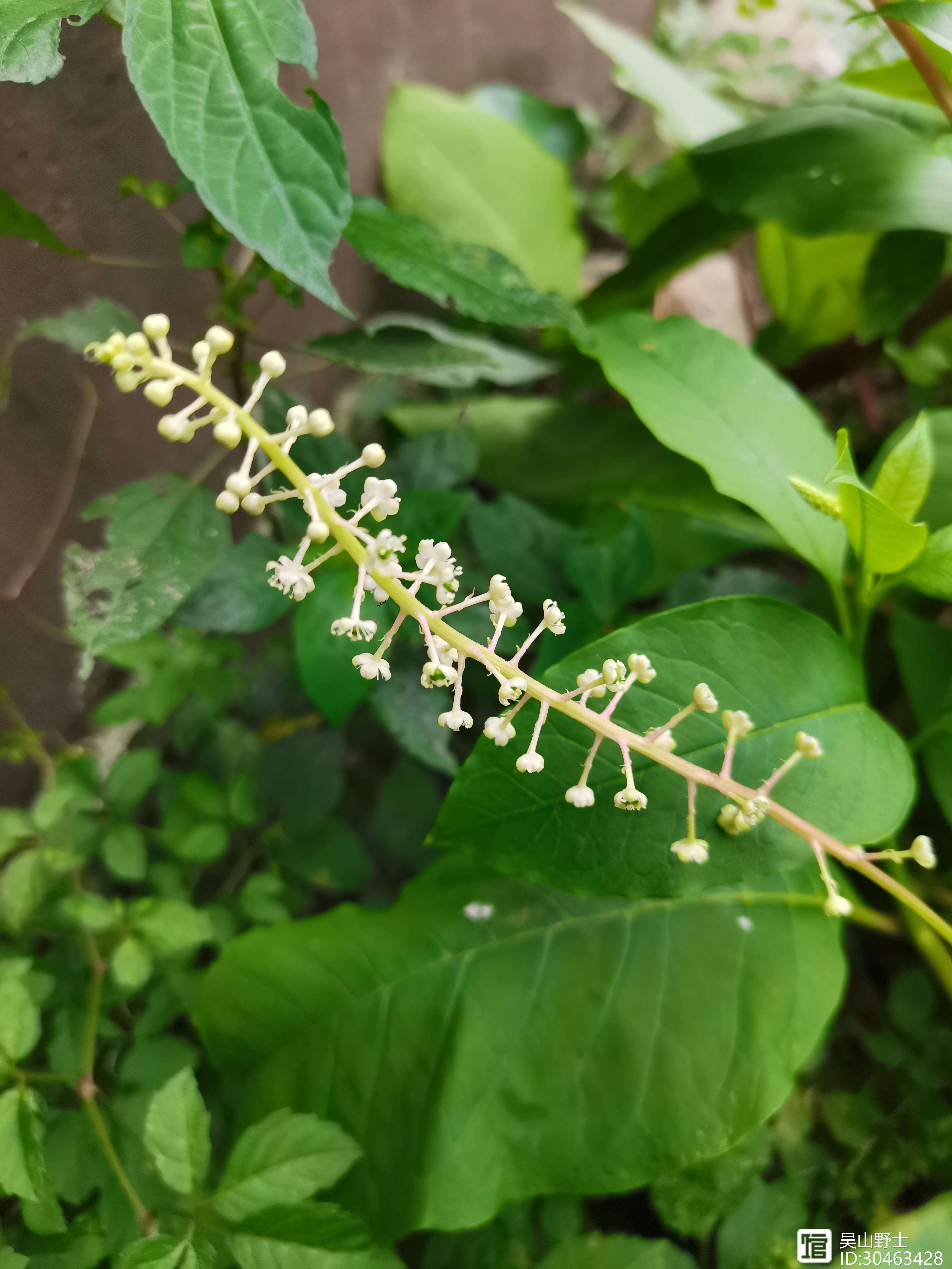 商陆花手机版商陆花导出转换成表格